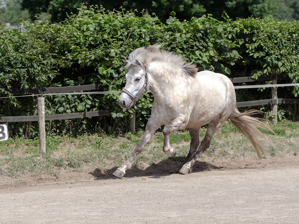 Lisbet (2007)